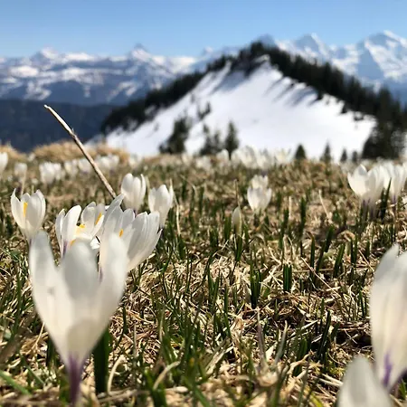 Bijou Waldeggli * Beatenberg